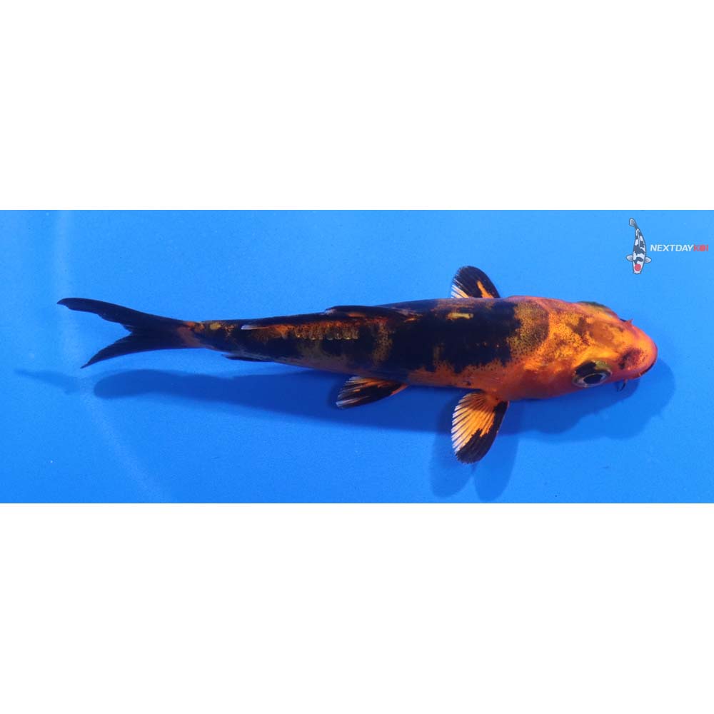 4” Imported Doitsu Kin Aka Bekko