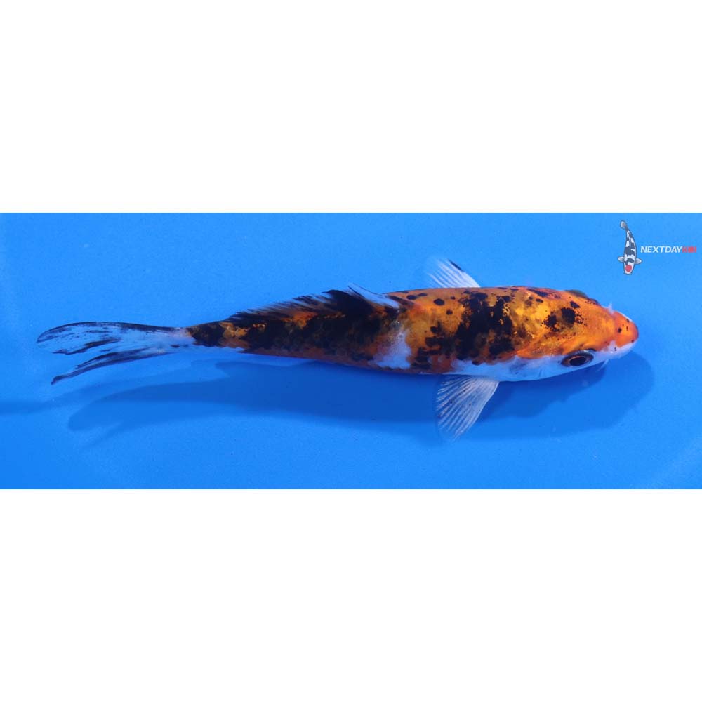 4” Imported Yamato Nishiki
