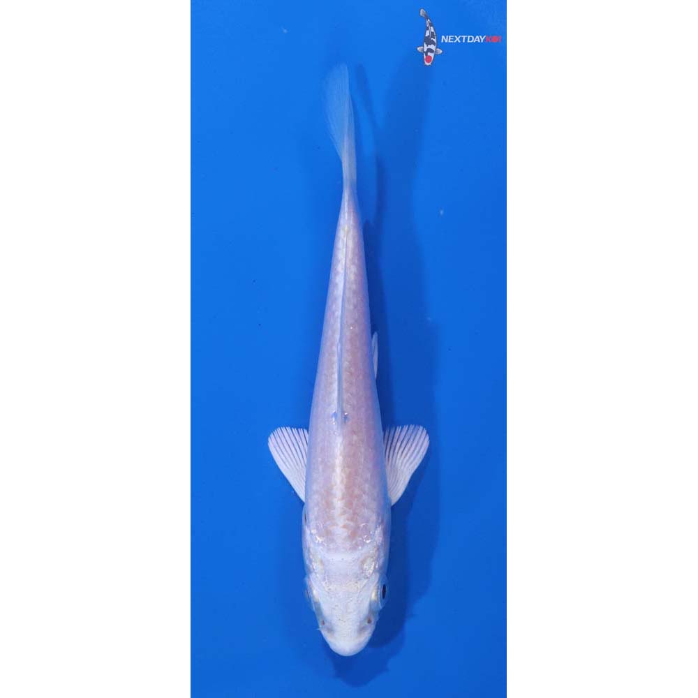 4” Imported Platinum Ogon