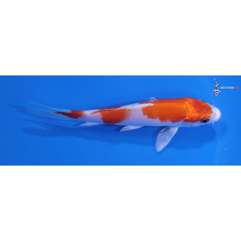 4” Imported Hariwake