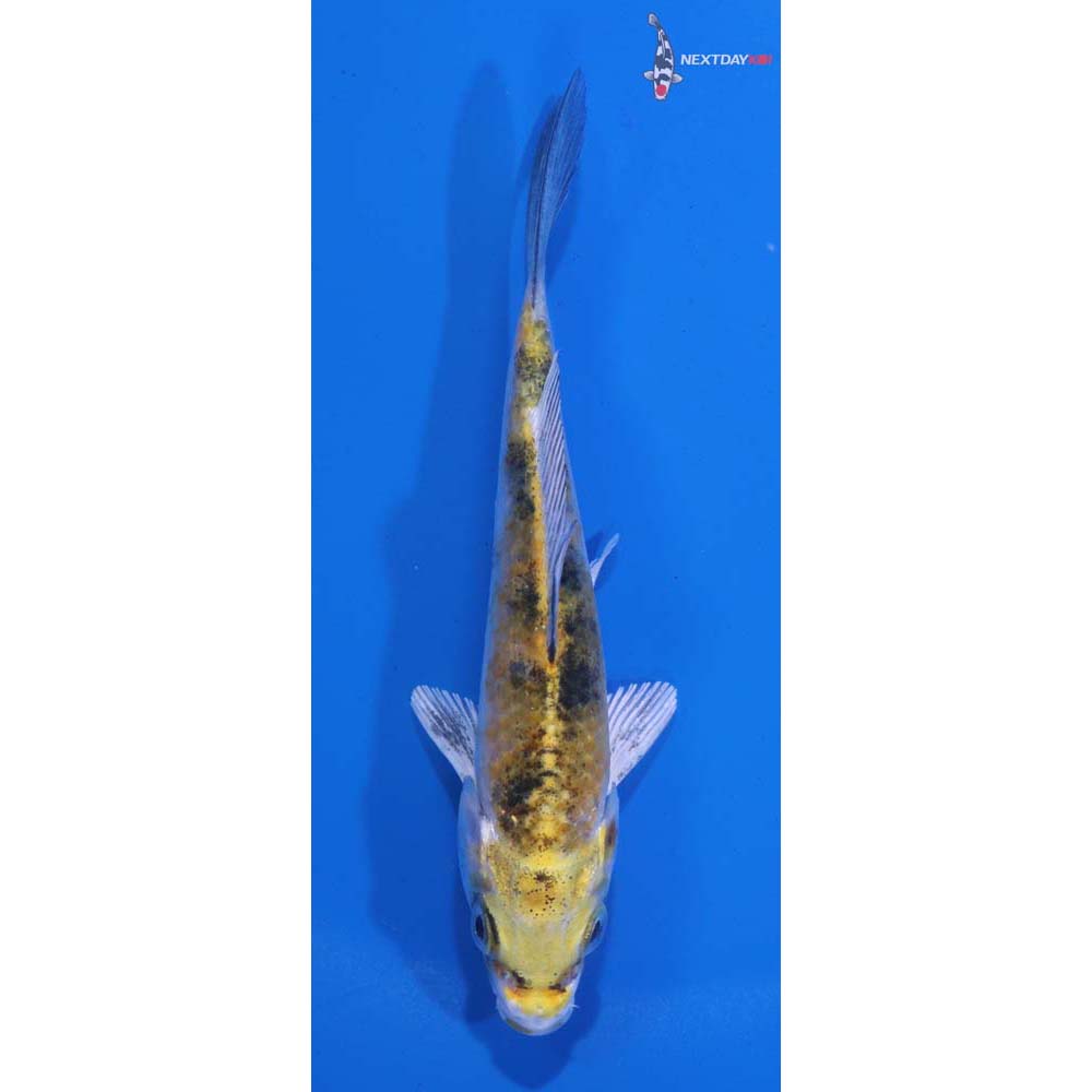 4” Imported Yamato Nishiki