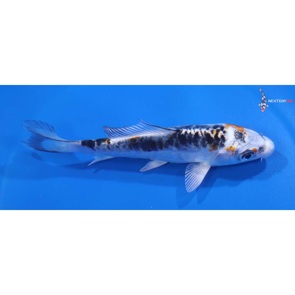 4.5” Imported Armor Scaled Kujaku