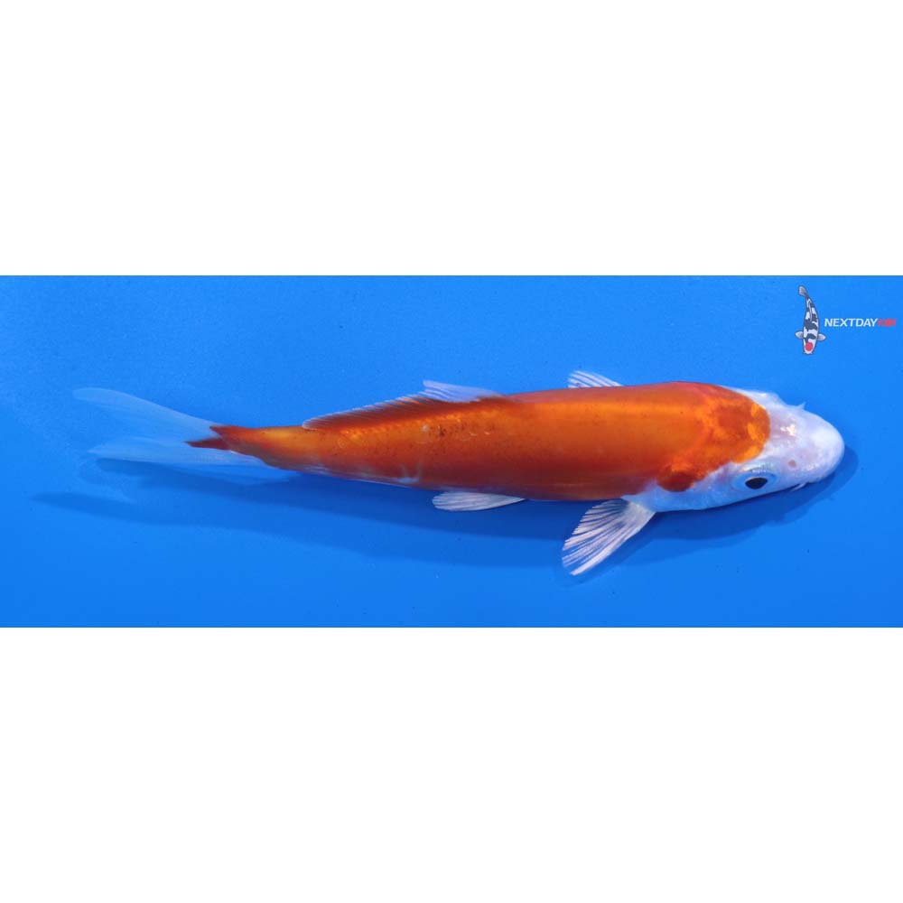 4” Imported Kikusui
