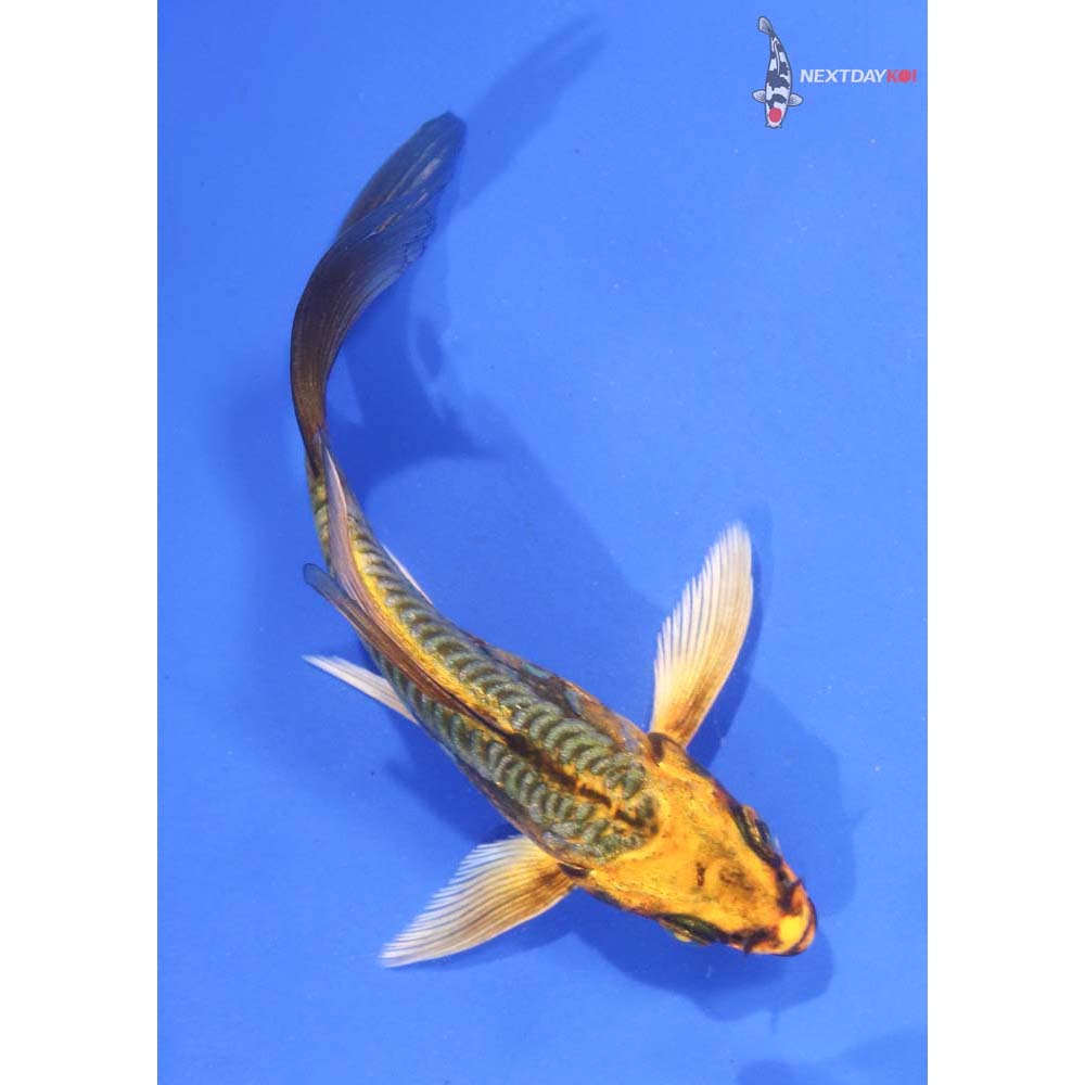 4.5” Imported Gin Rin Kin Kikokuryu Butterfly Koi
