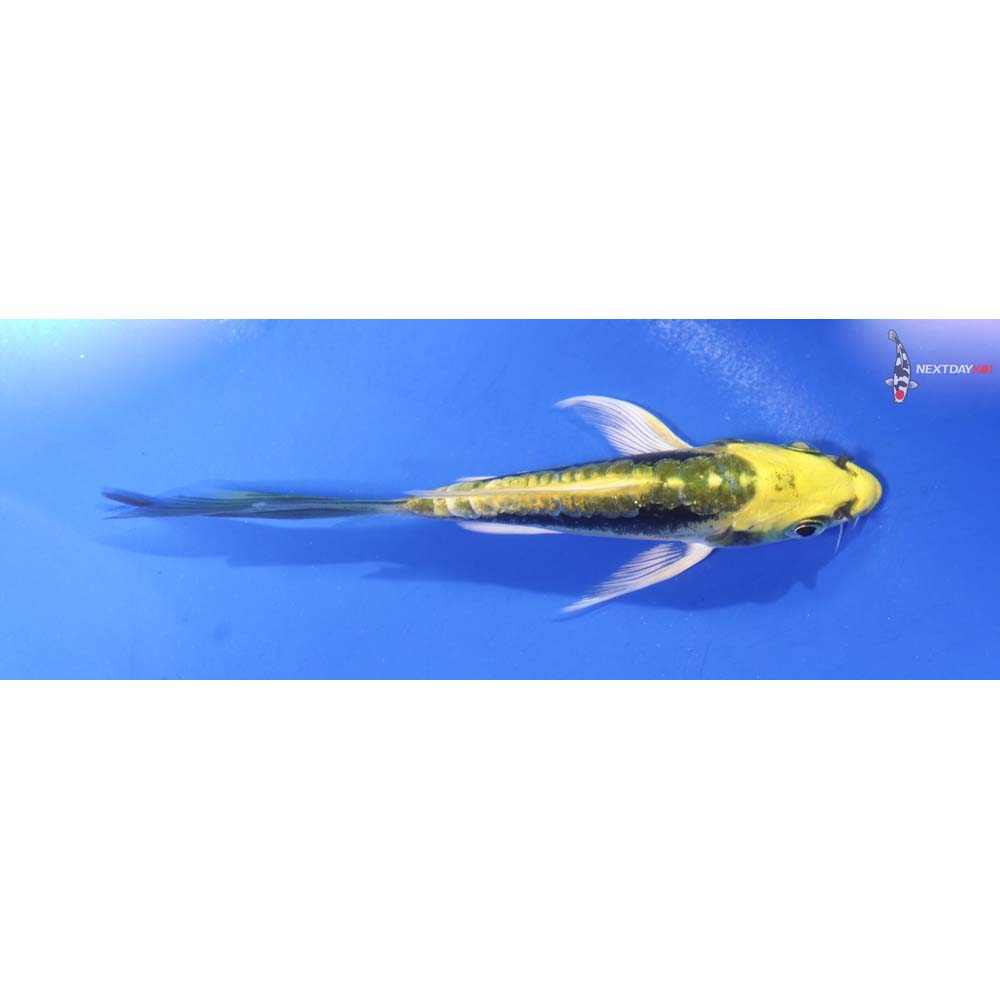 4.5” Imported Kin Kikokuryu Butterfly Koi