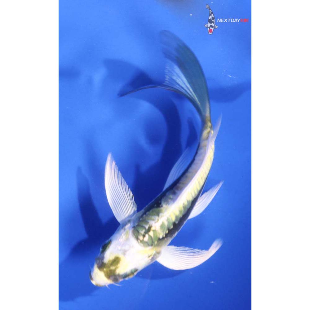4.5” Imported Kin Kikokuryu Butterfly Koi