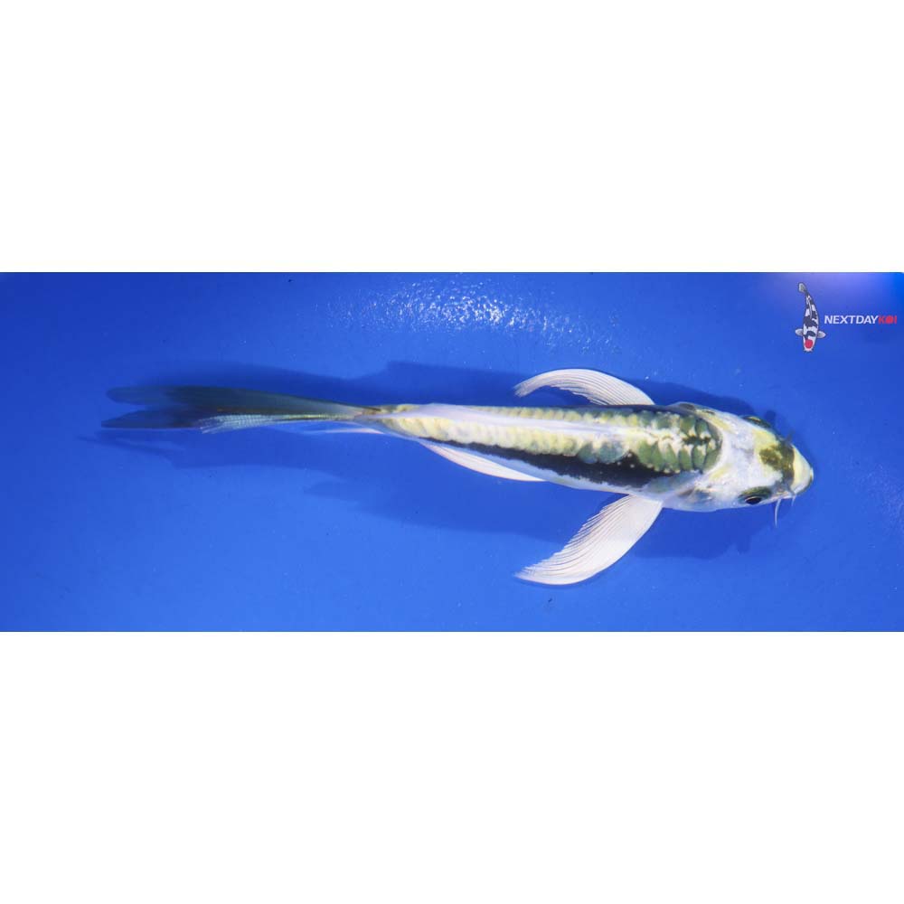 4.5” Imported Kin Kikokuryu Butterfly Koi