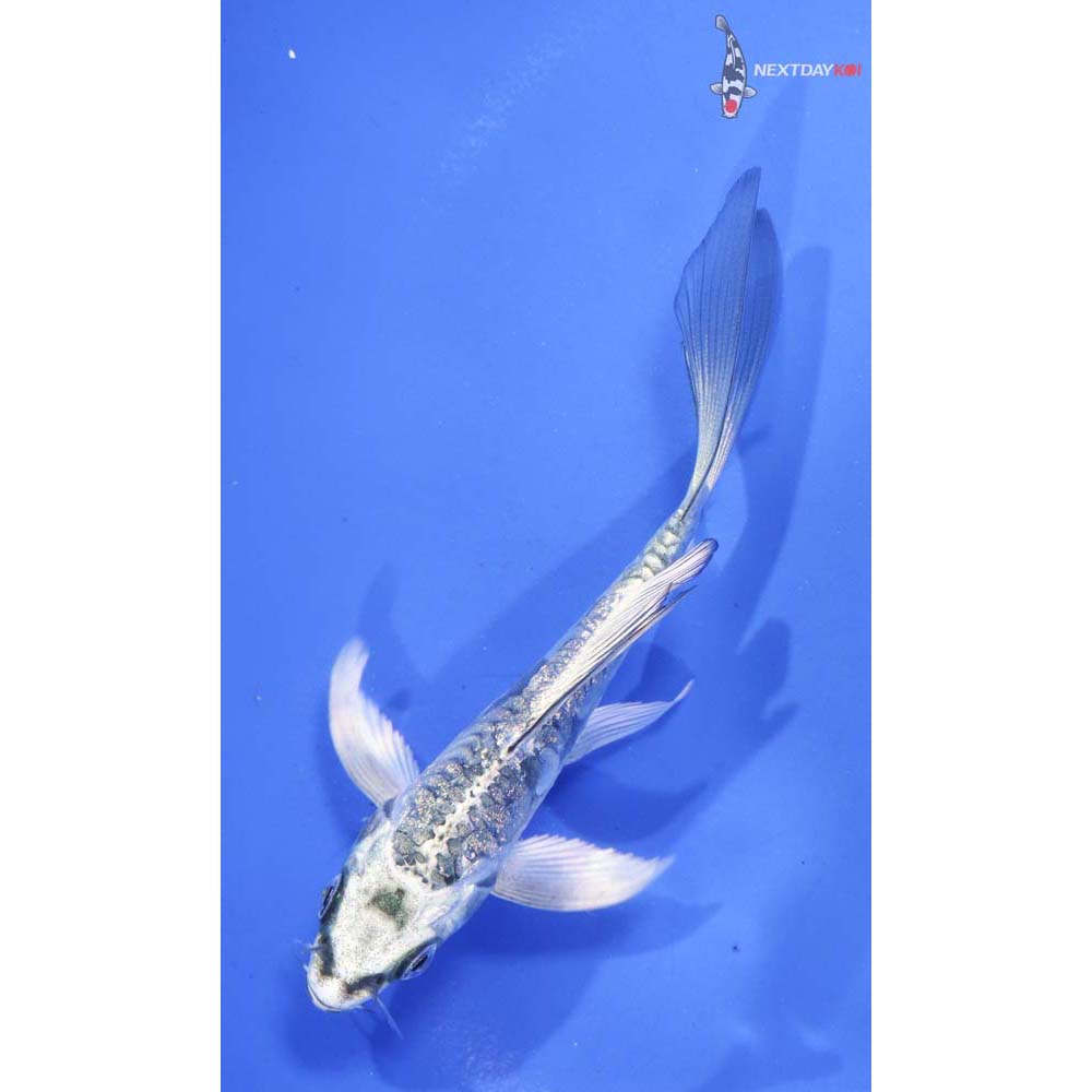 4.5” Imported Doitsu Gin Rin Gin Matsuba Butterfly Koi