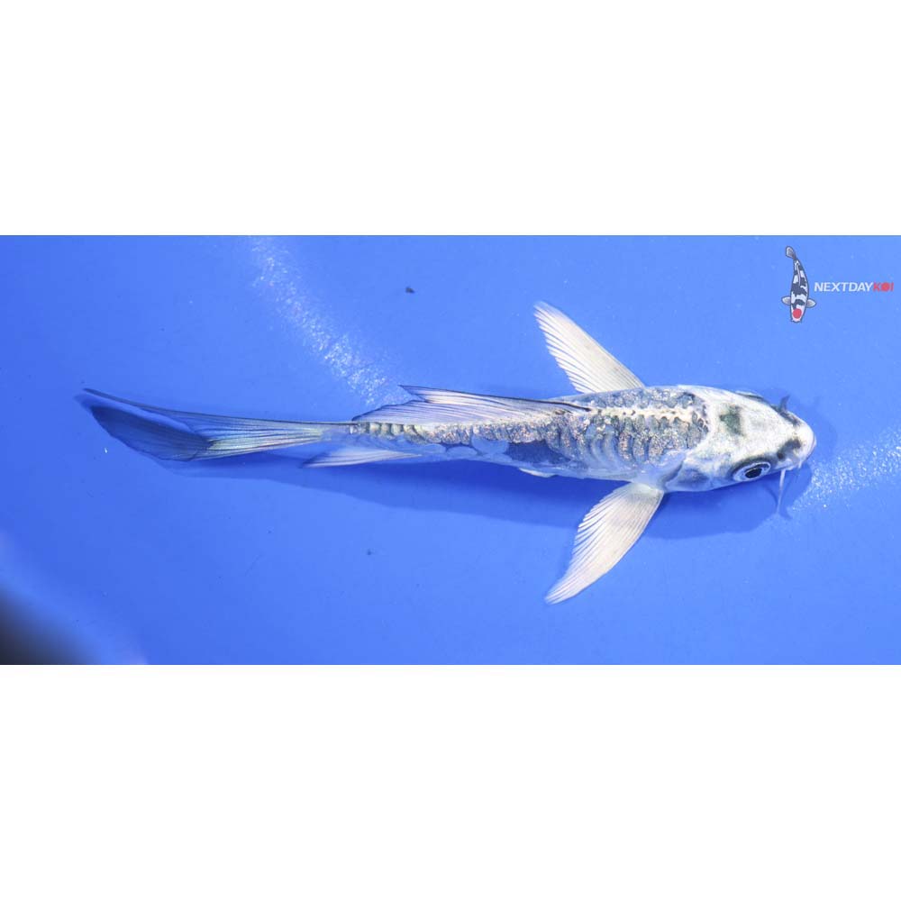 4.5” Imported Doitsu Gin Rin Gin Matsuba Butterfly Koi