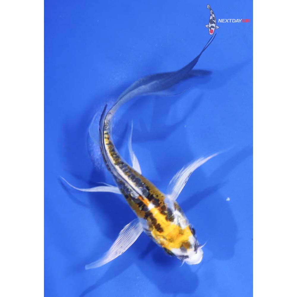5” Imported Kujaku Butterfly Koi