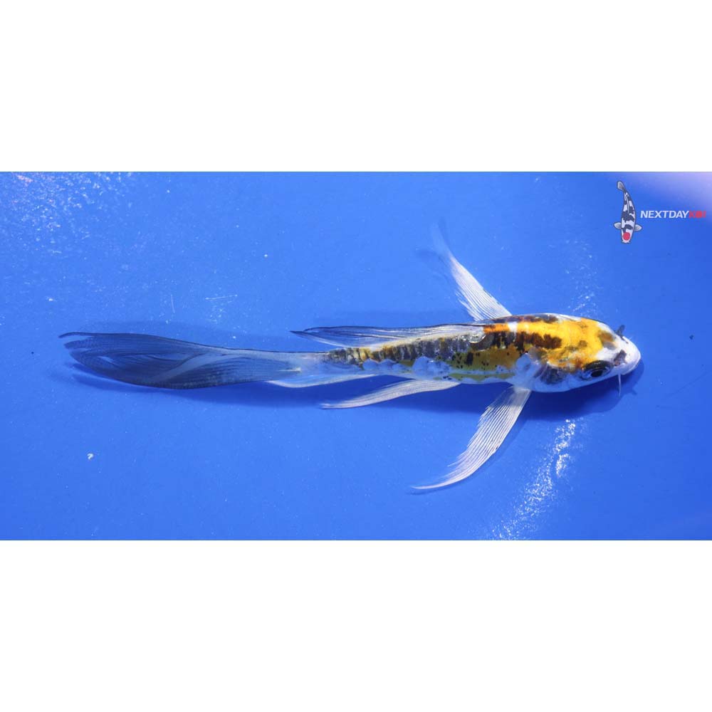 5” Imported Kujaku Butterfly Koi