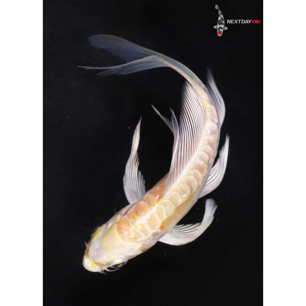 5” Imported Doitsu Yamabuki Ogon Butterfly Koi
