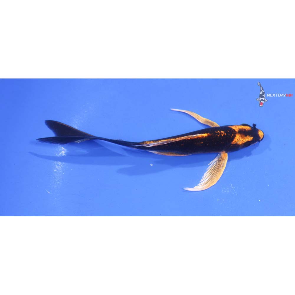 5” Imported Orenji Matsuba Butterfly Koi