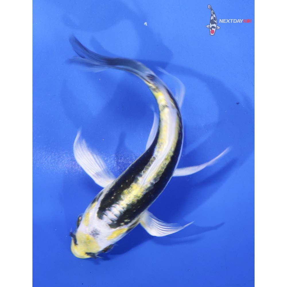 5” Imported Kin Kikokuryu Butterfly Koi