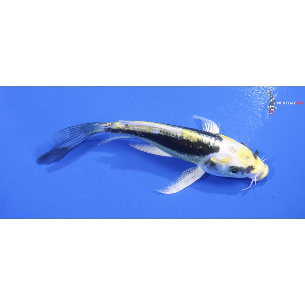 5” Imported Kin Kikokuryu Butterfly Koi