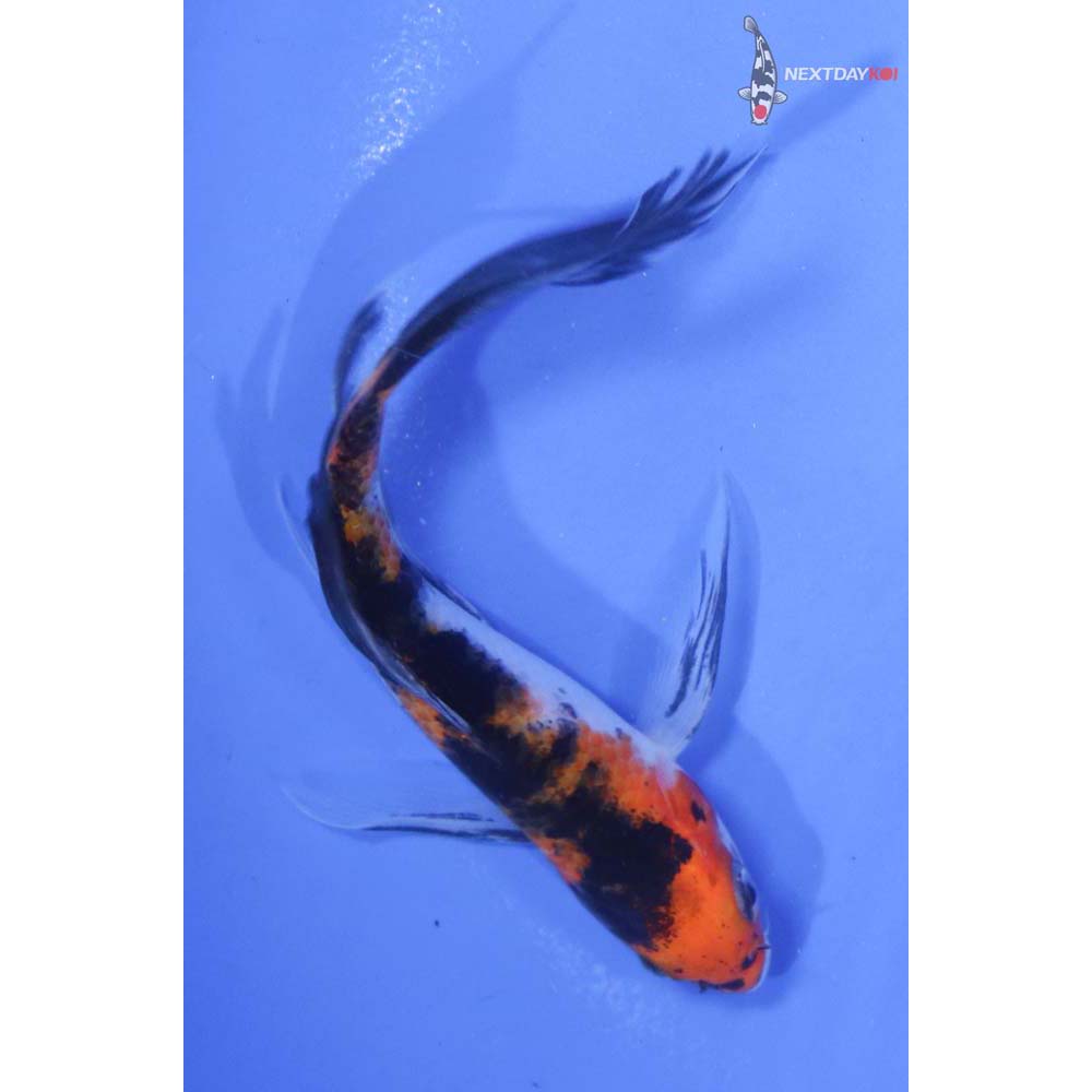 5” Imported Sanke Butterfly Koi