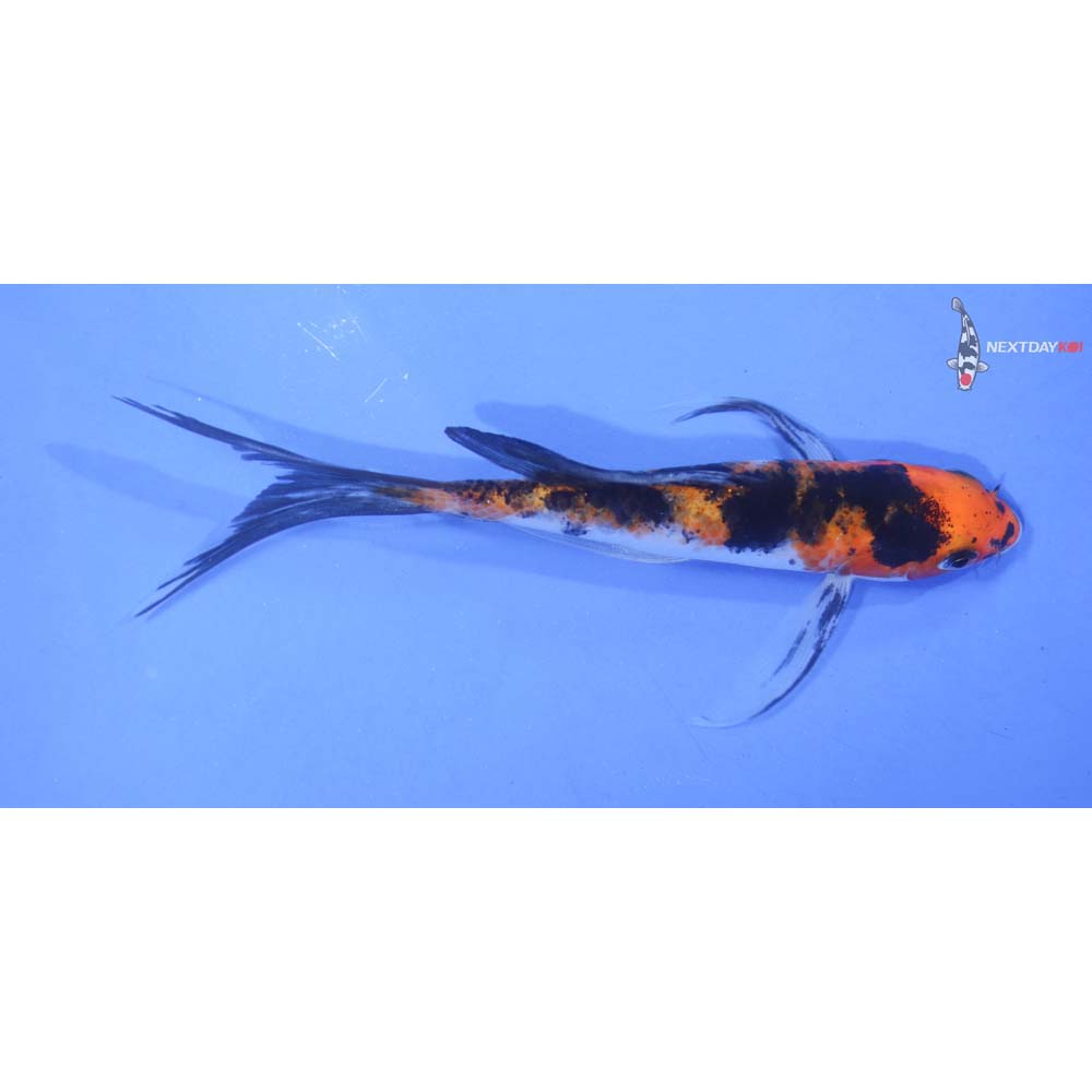 5” Imported Sanke Butterfly Koi