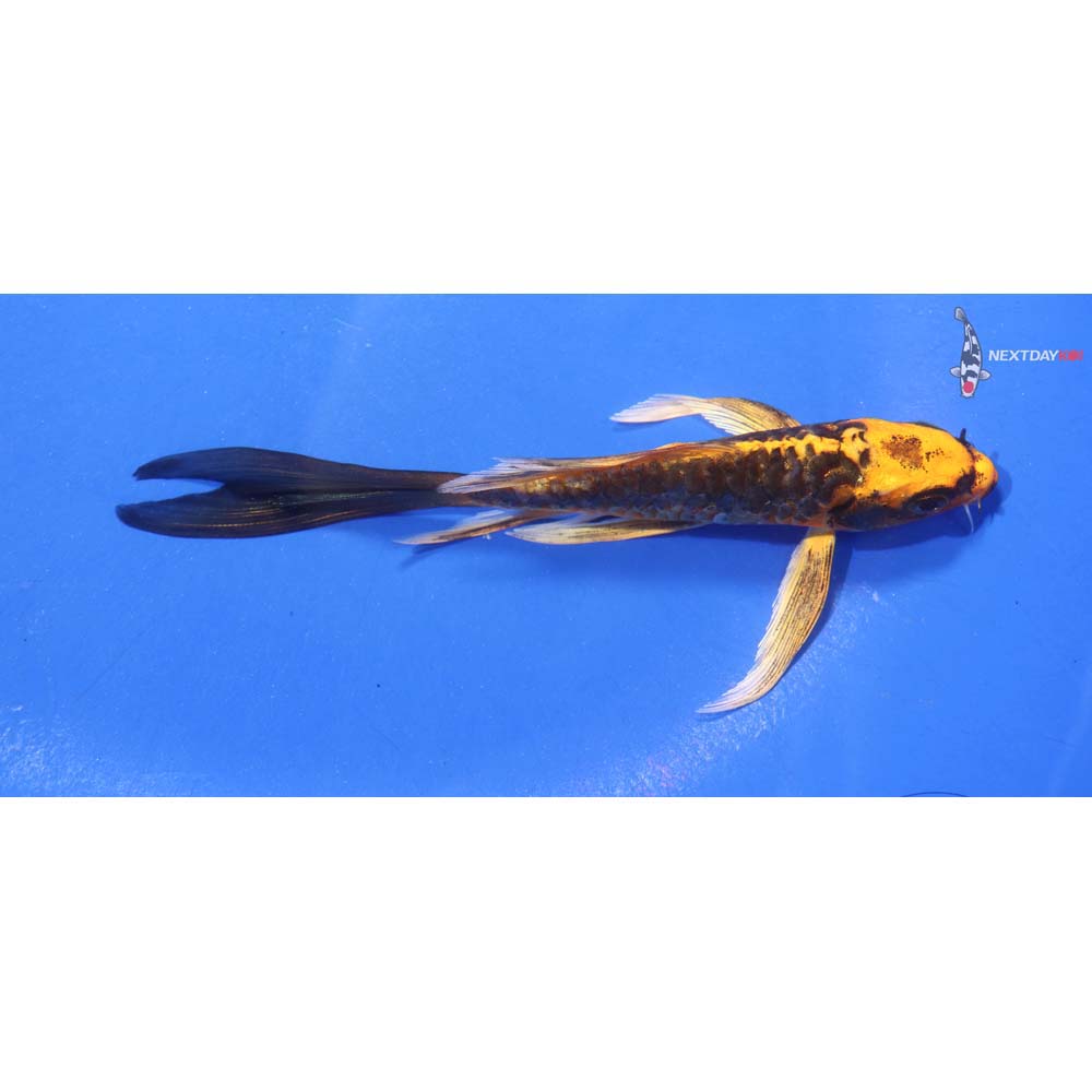 5” Imported Armor Scaled Orenji Matsuba Butterfly Koi