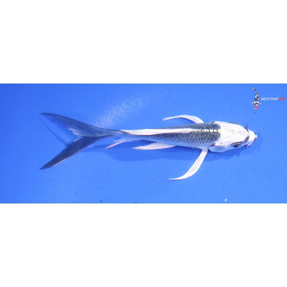 4.5” Imported Gin Matsuba Butterfly Koi