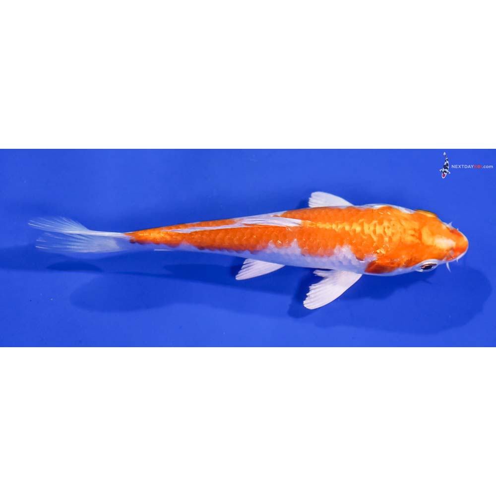 5” Imported Hariwake