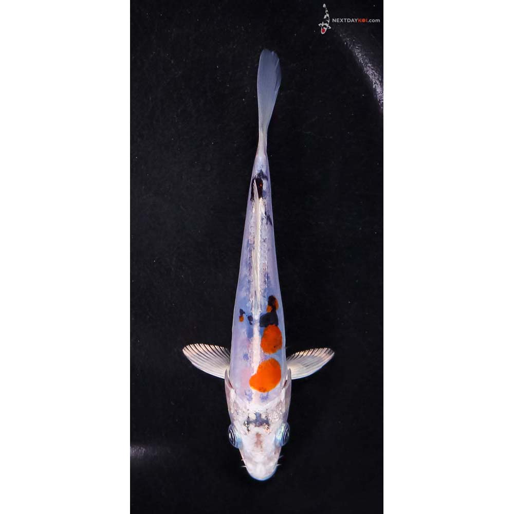 5” Imported Heisei Nishiki