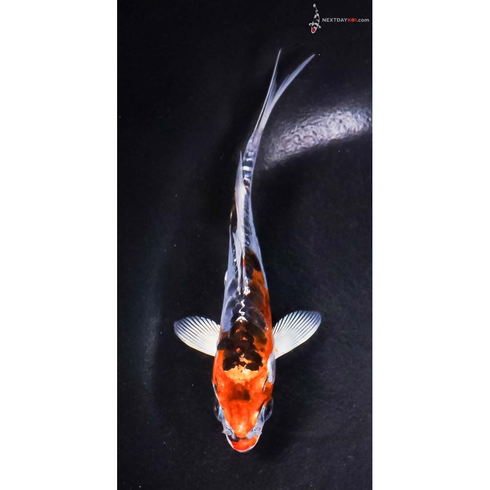5” Imported Doitsu Blue Kujaku