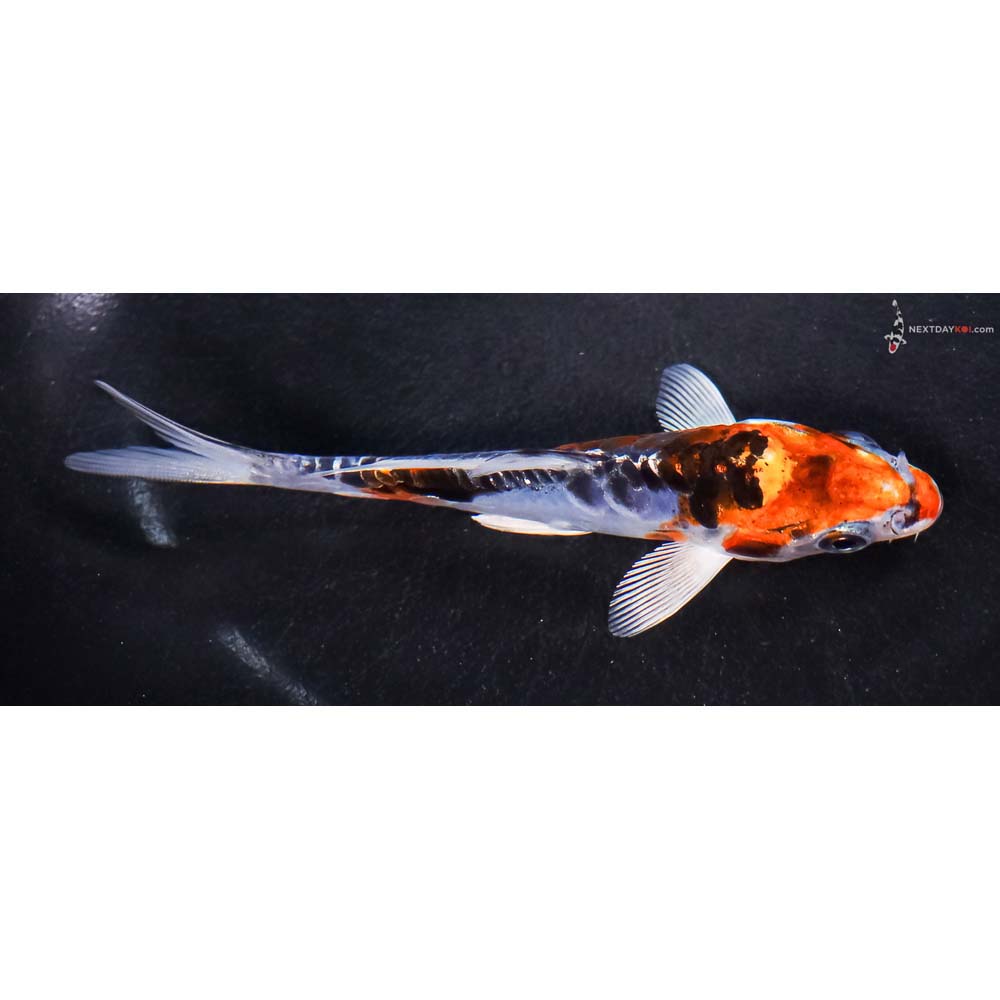 5” Imported Doitsu Blue Kujaku