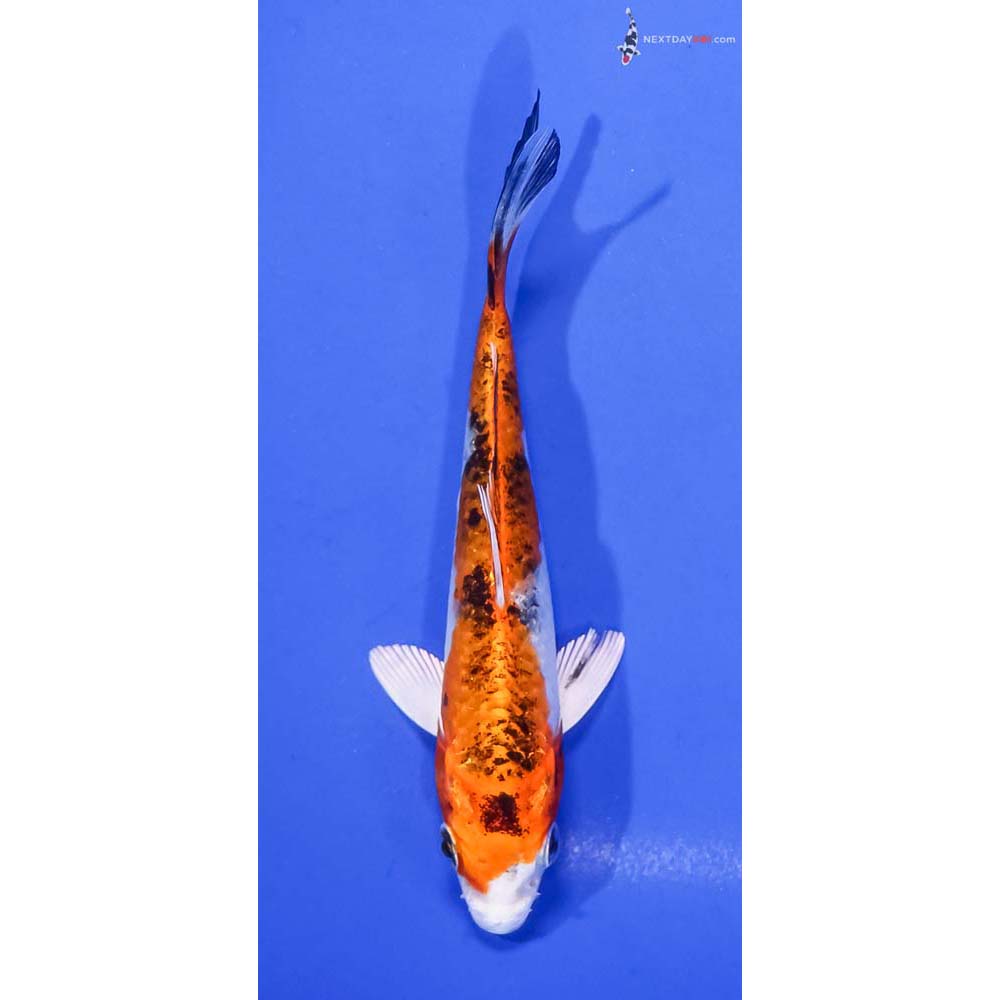 5” Imported Yamato Nishiki