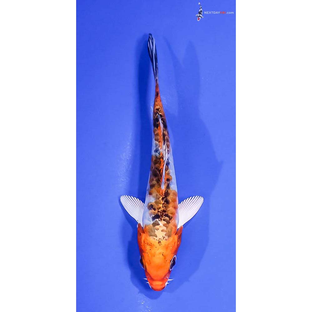 4.5” Imported Armor Scaled Yamato Nishiki
