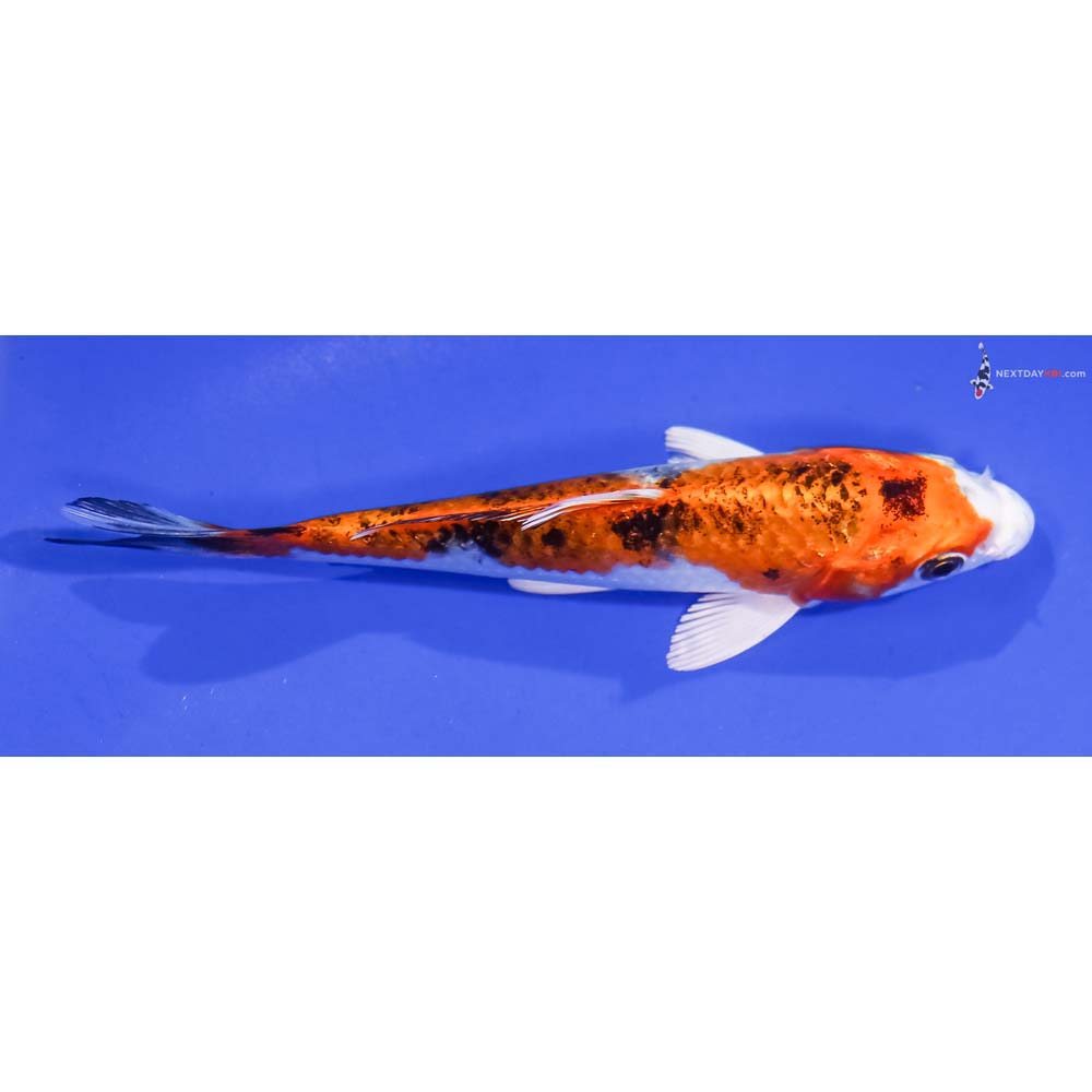 5” Imported Yamato Nishiki