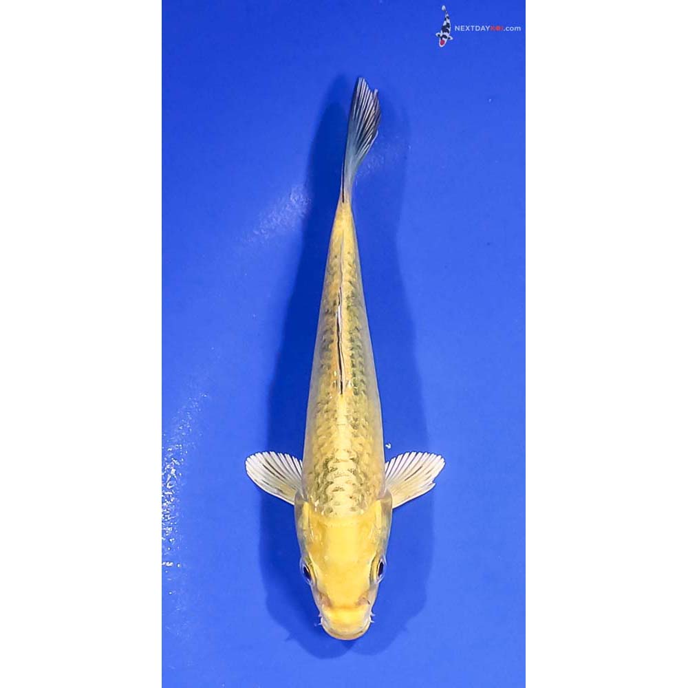 5” Imported Kin Ki Bekko