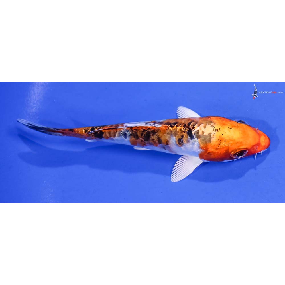 4.5” Imported Armor Scaled Yamato Nishiki