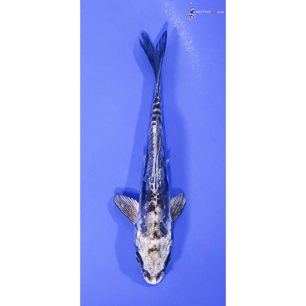 5.5” Imported Kin Kikokuryu
