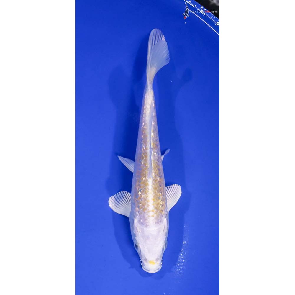 5.5” Imported Gin Rin Lemon Hariwake