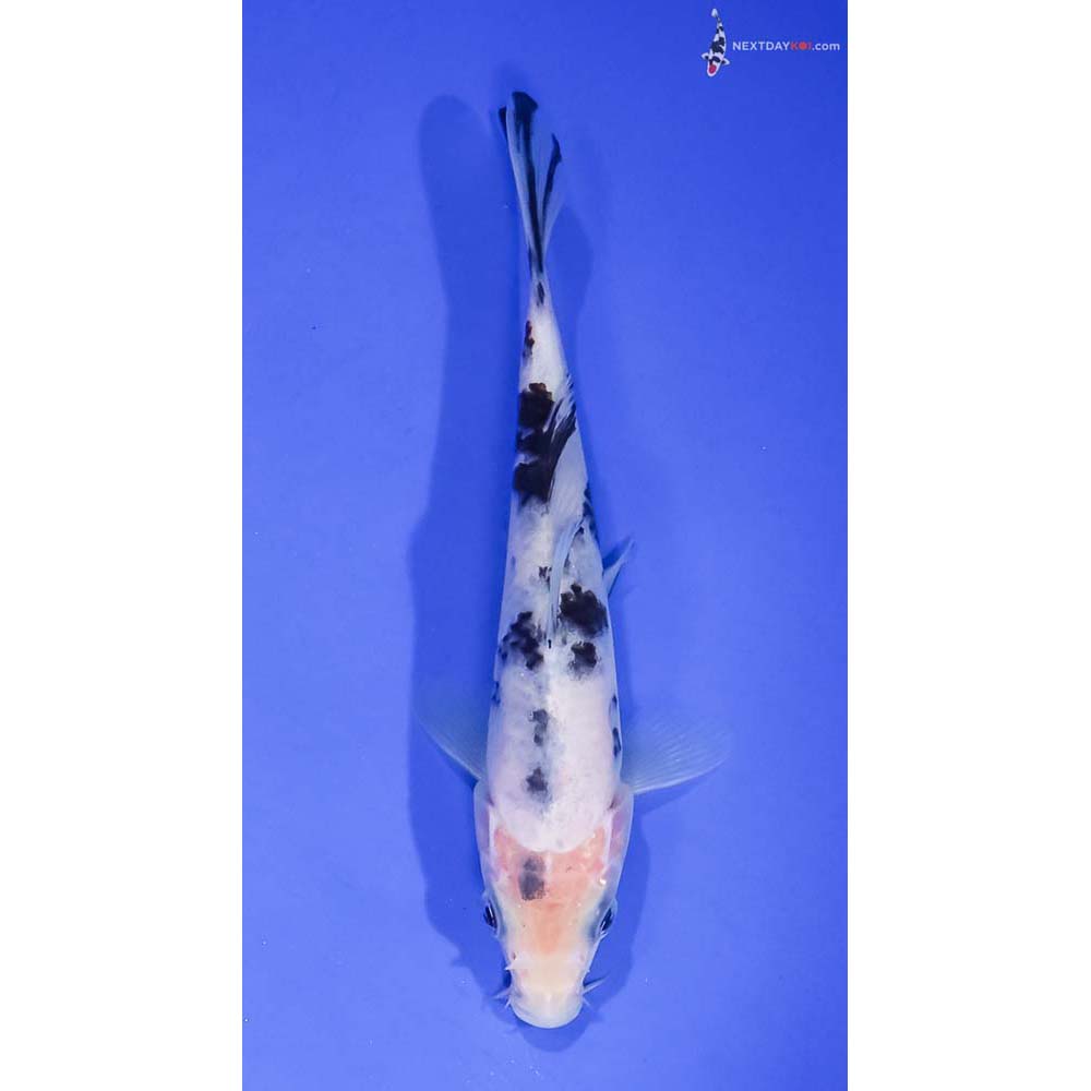 5.5” Imported Shiro Bekko