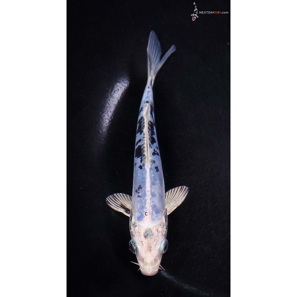 5.5” Imported Doitsu Blue Gin Shiro Bekko