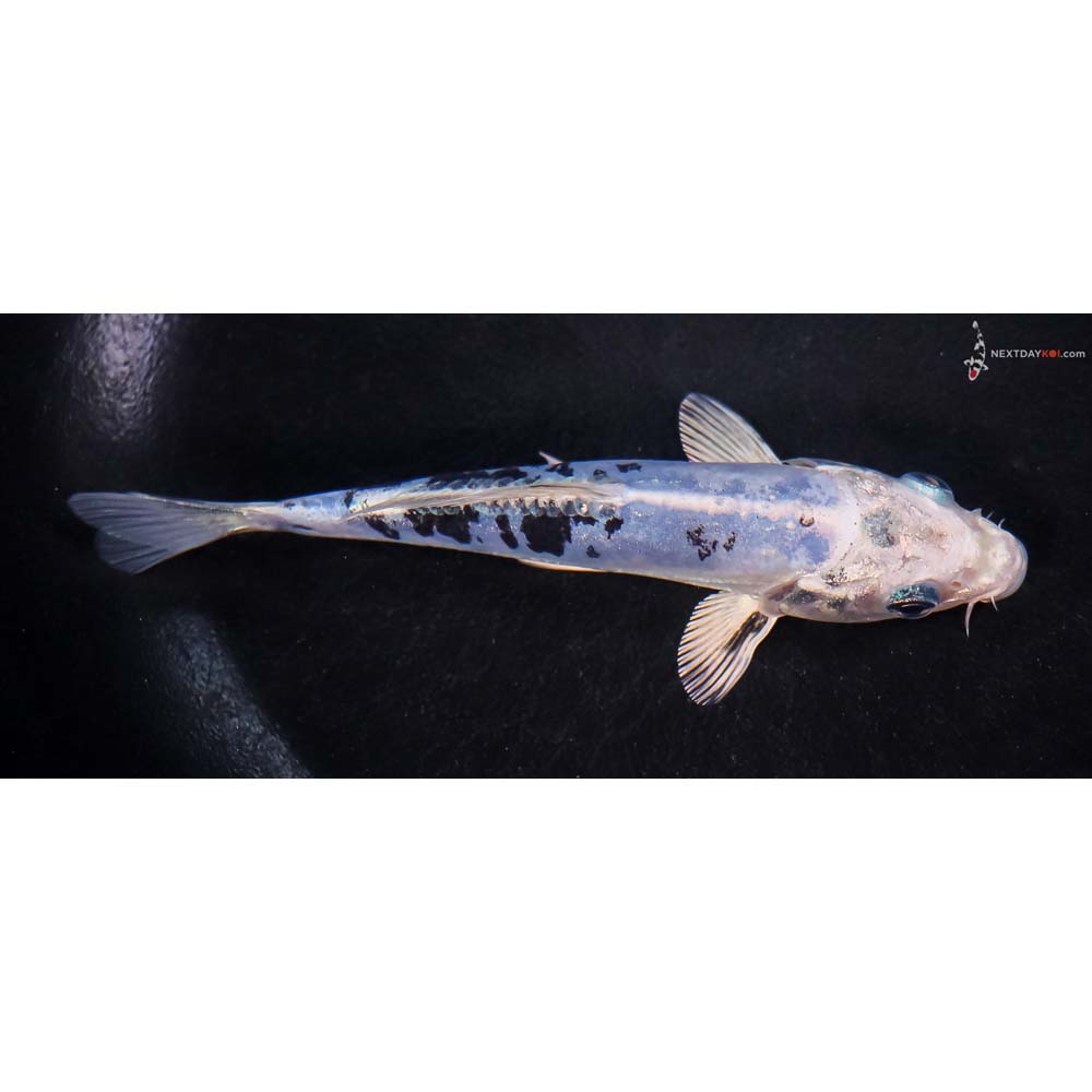 5.5” Imported Doitsu Blue Gin Shiro Bekko