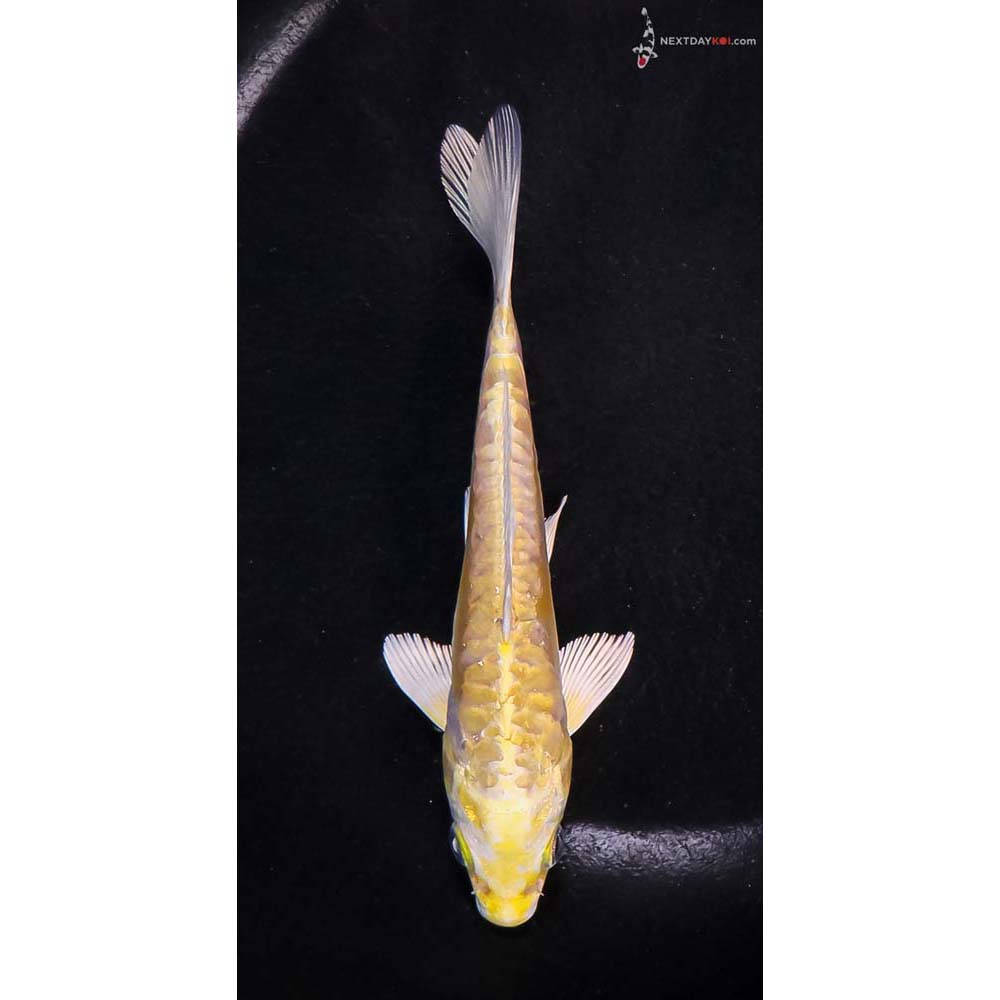 5.5” Imported Doitsu Yamabuki Ogon