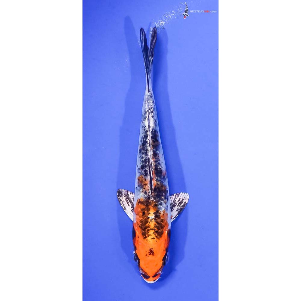 5.5” Imported Yamato Nishiki