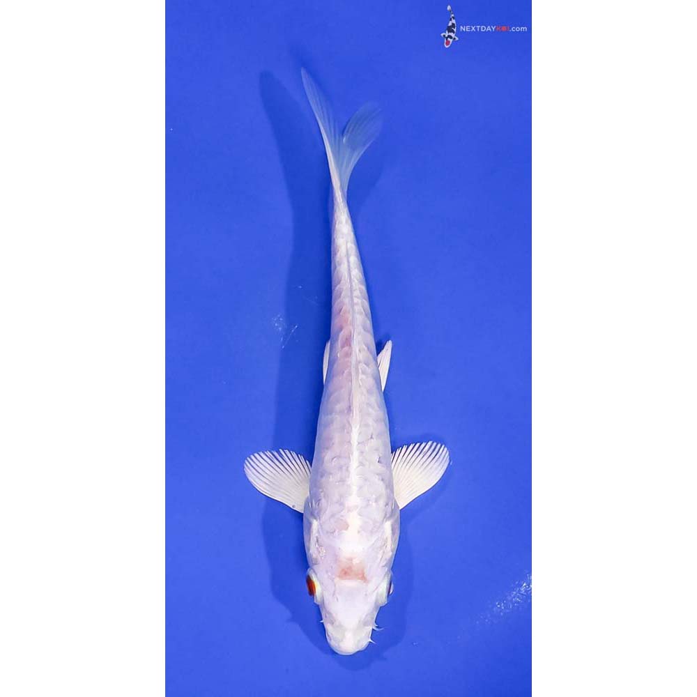 6” Imported Armor Scaled Platinum Ogon