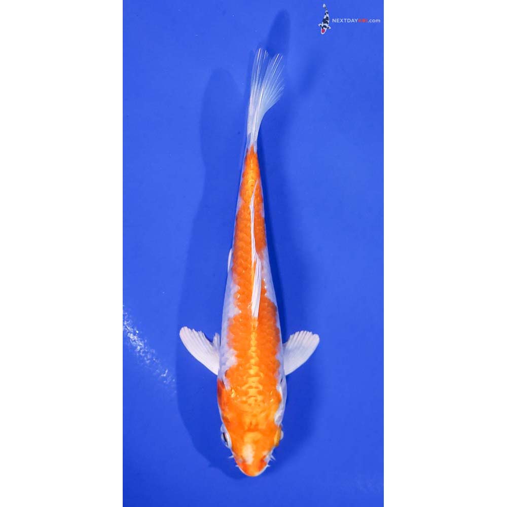 5” Imported Hariwake