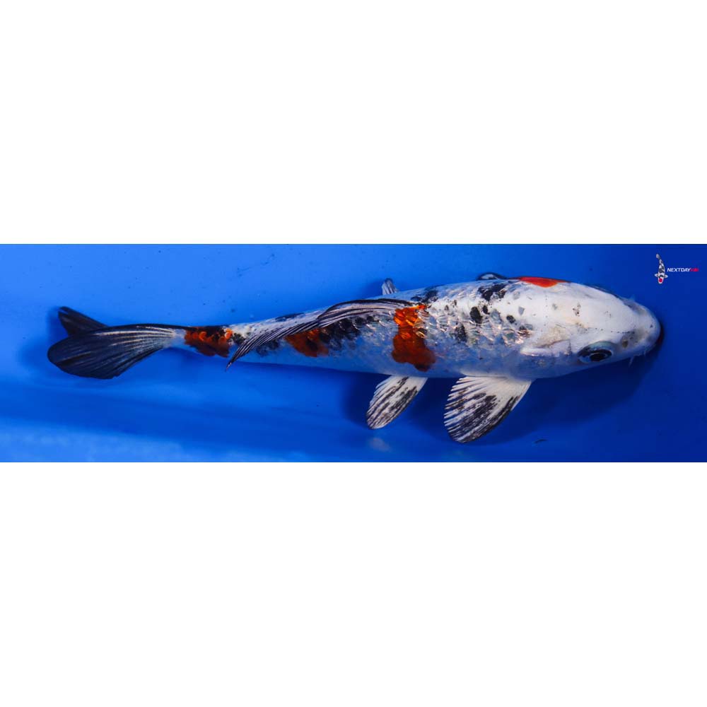 5” Imported Gin Rin Yamato Nishiki