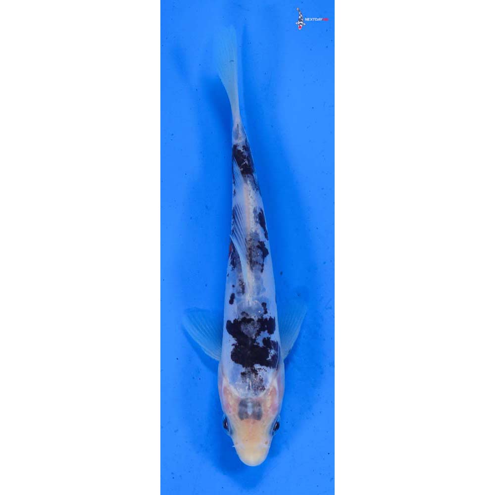 5.5” Imported Doitsu Shiro Bekko