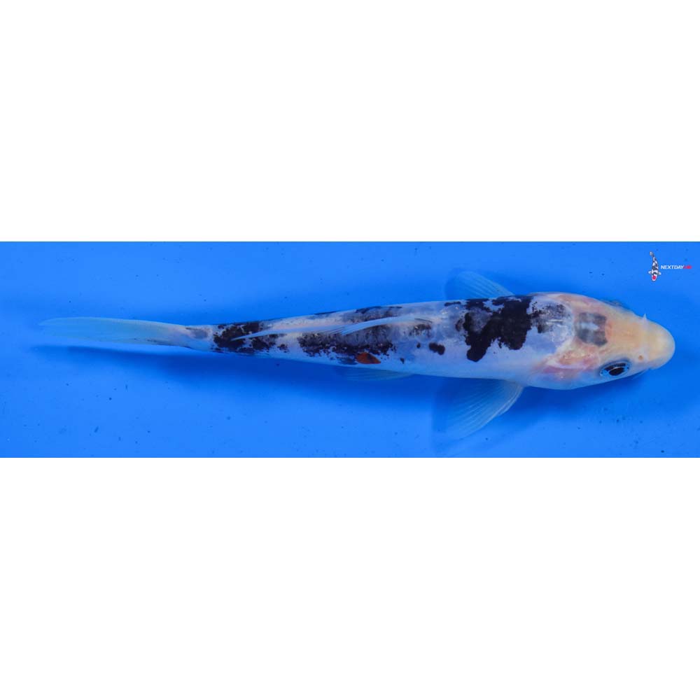 5.5” Imported Doitsu Shiro Bekko