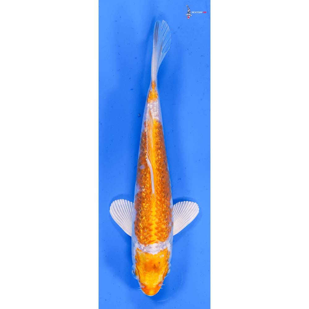 5.5” Imported Gin Rin Hariwake
