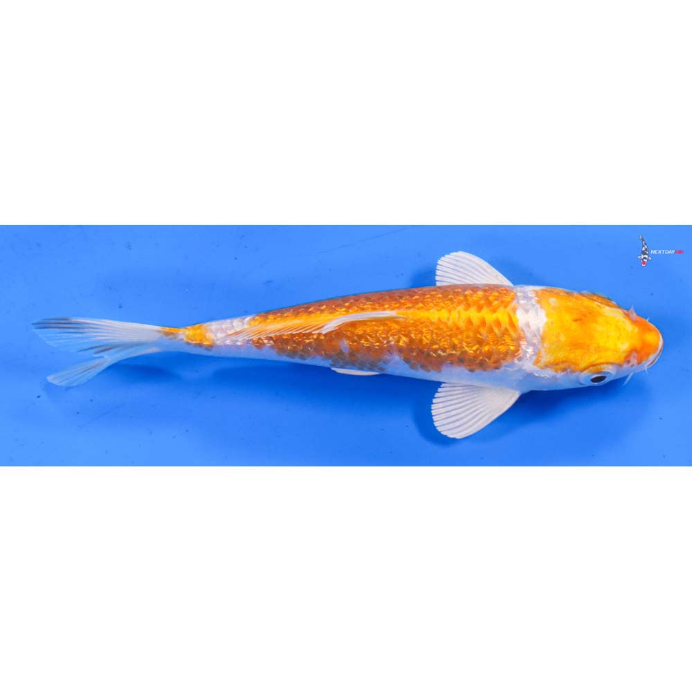 5.5” Imported Gin Rin Hariwake