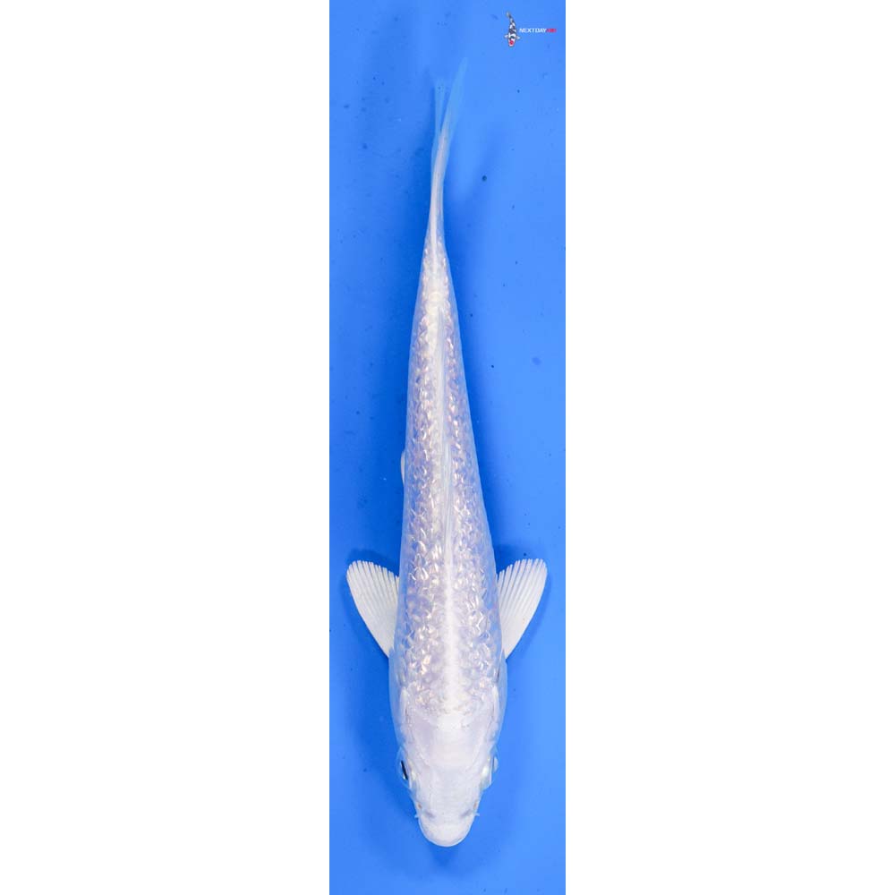 5.5” Imported Gin Rin Platinum Ogon