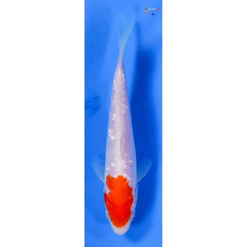 5.5” Imported Gin Rin Kohaku