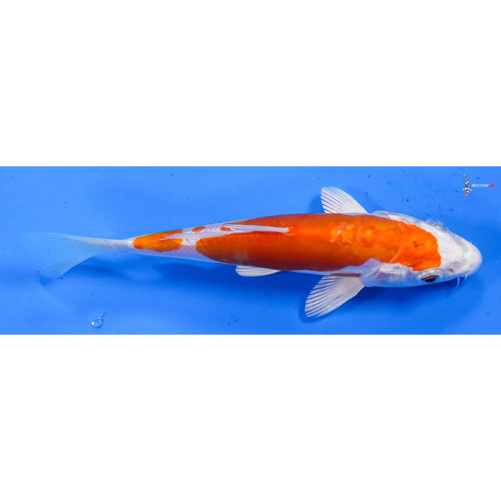 6” Imported Kikusui
