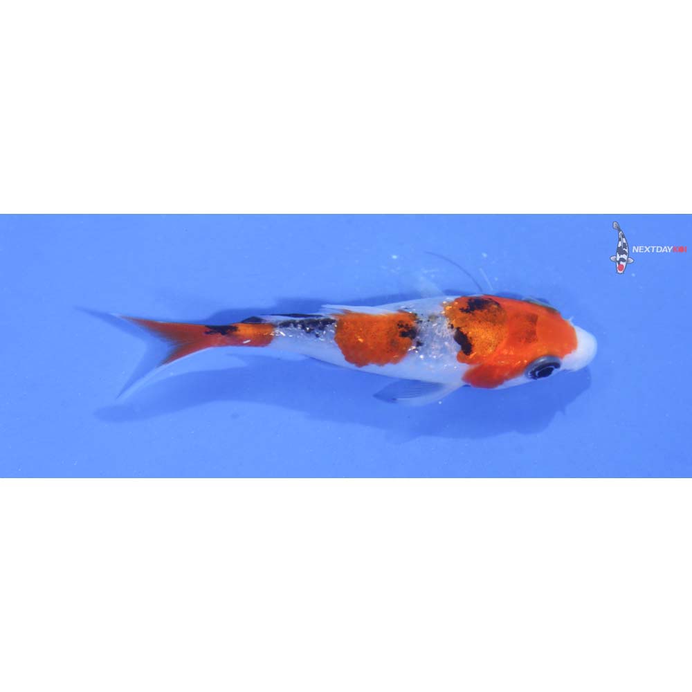 3” Imported Gin Rin Sanke